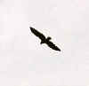 Eagle.jpg (11538 bytes)