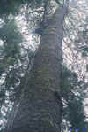 tall tree china beach.jpg (7951 bytes)