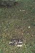 alicesmiththm.jpg (2816 bytes)