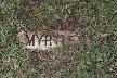 myrtlesmithth .jpg (3517 bytes)