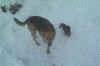 codyandbuddy.jpg (21959 bytes)