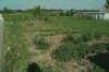 fullgardenjuly30.jpg (33510 bytes)