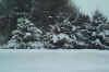 treesnearowensound.jpg (41209 bytes)